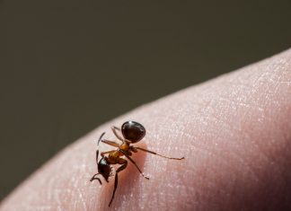 How To Treat Ant Bites