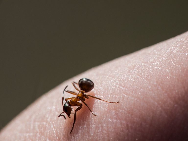 How To Treat Ant Bites? Everything You Need To Know