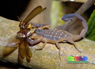 How to Boost Your Termite Pest Control? Termite Pest Control