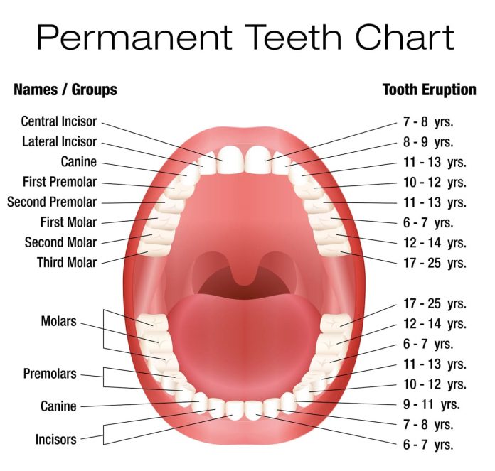 Tooth Number Chart