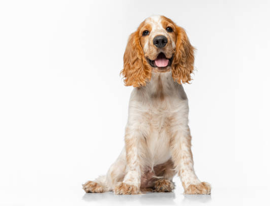 best dog food for small dogs with allergies dog food