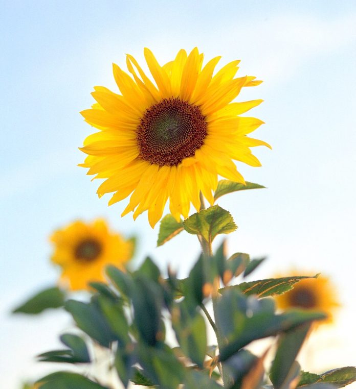 Sunflower Oil