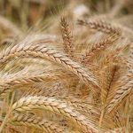 Exploring the Power of Protein in Wheat: A Nutritional Overview Protein in Wheat