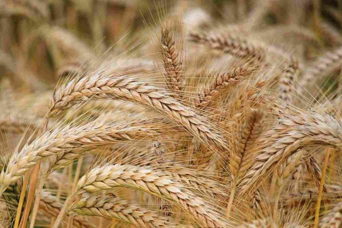 Protein in Wheat