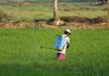 Fumigation: Unveiling the Science and Importance of Pest Control Pest Control